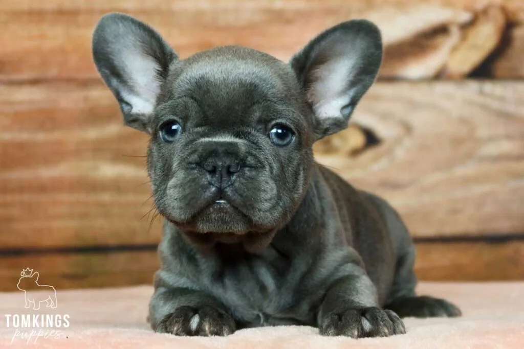 Ridge, available French Bulldog puppy at TomKings Puppies