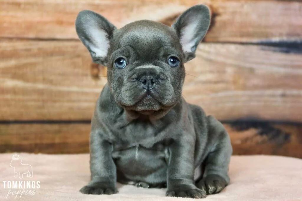 Ridge, available French Bulldog puppy at TomKings Puppies