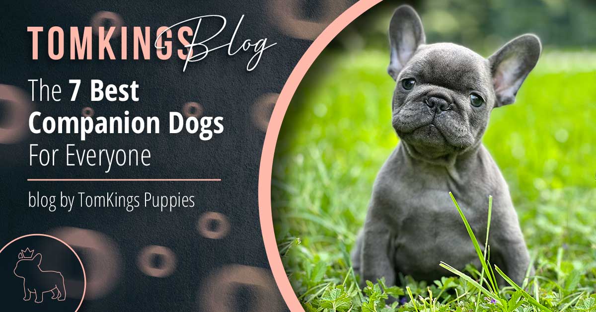 French sales bulldog companion