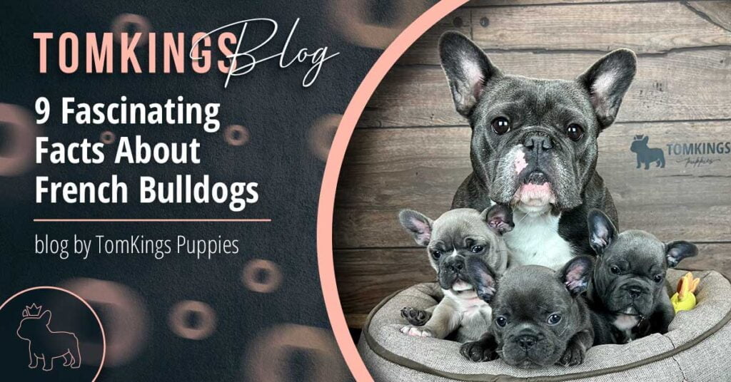 9 Facts About French Bulldogs You May Not Know - TomKings Puppies Blog