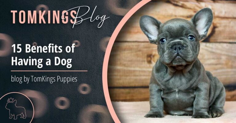 15 Benefits of Having a Dog - TomKings Puppies Blog
