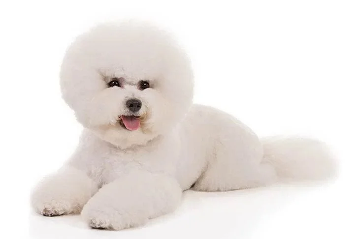 Bichon Frise. TomKings Blog