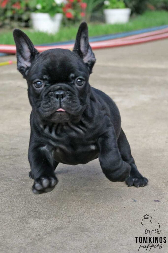 Black French bulldog - TomKings Puppies