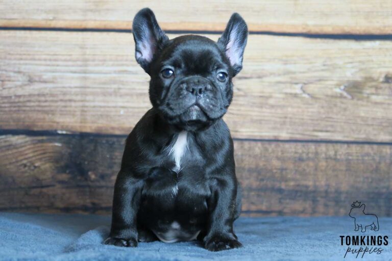 Black French bulldog - TomKings Puppies