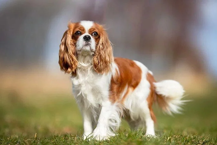 Cavalier King Charles Spaniel. TomKings Blog