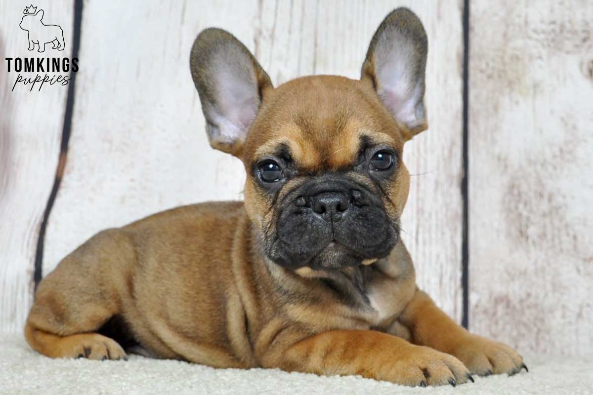 Damek, available French Bulldog puppy at TomKings Puppies
