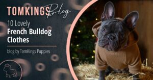 10 Lovely French Bulldog Clothes - TomKings Puppies Blog