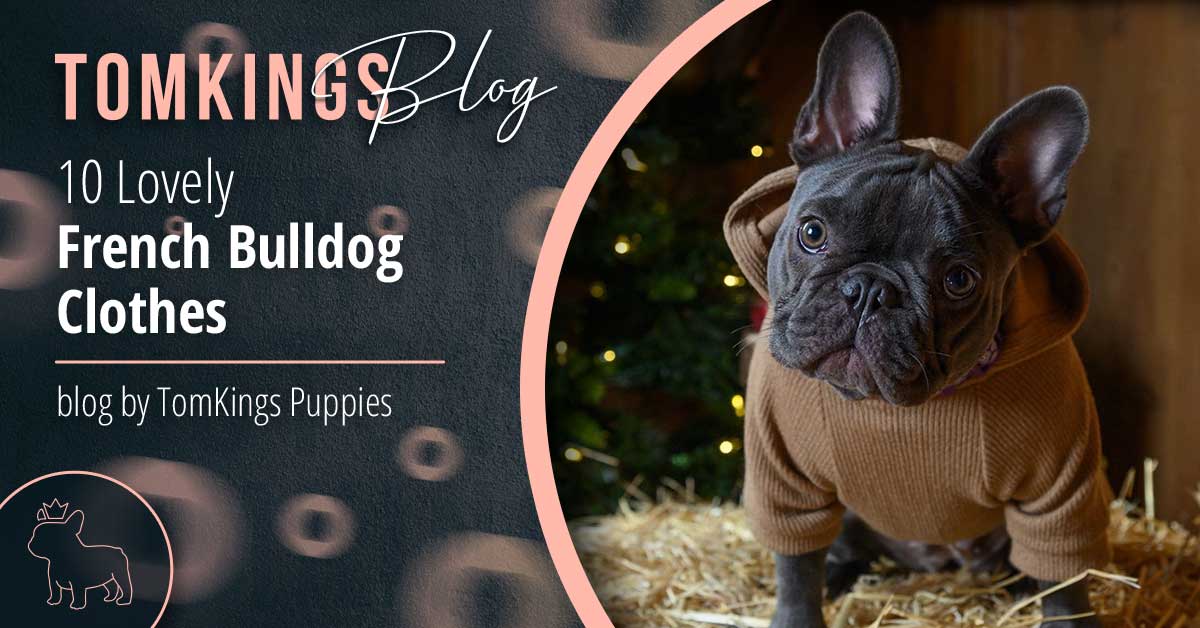 French Bulldog Clothes  Dog Apparel - Frenchie Bulldog