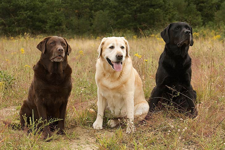 Labrador Retriever - TomKings Puppies Blog