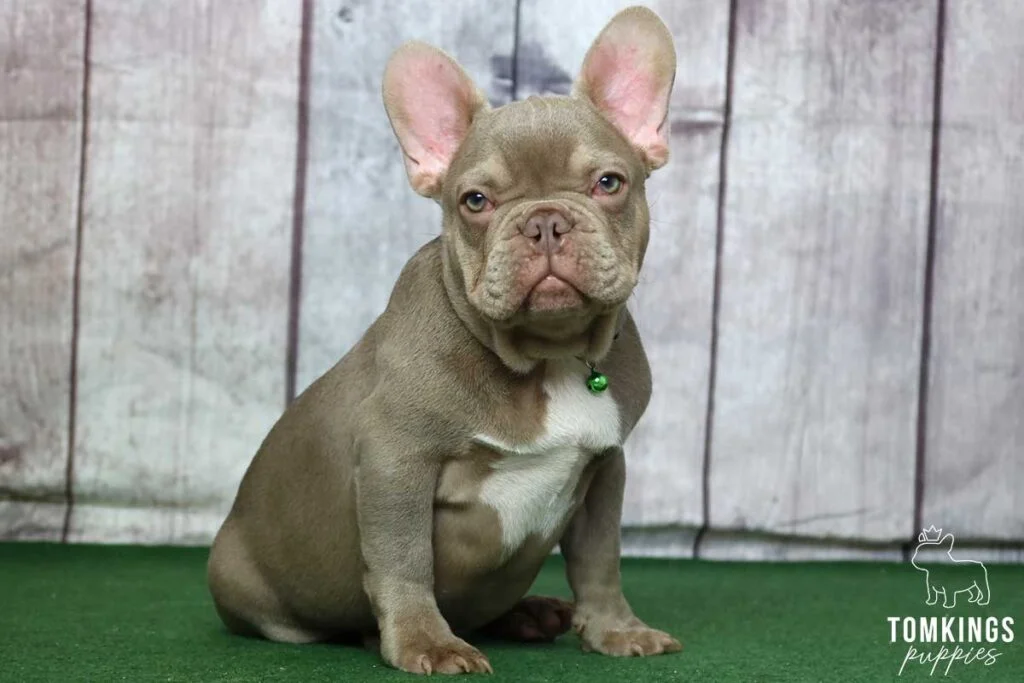 My french bulldog eats his poop hotsell