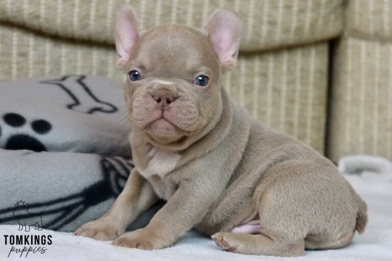 Milan, available French Bulldog puppy at TomKings Puppies