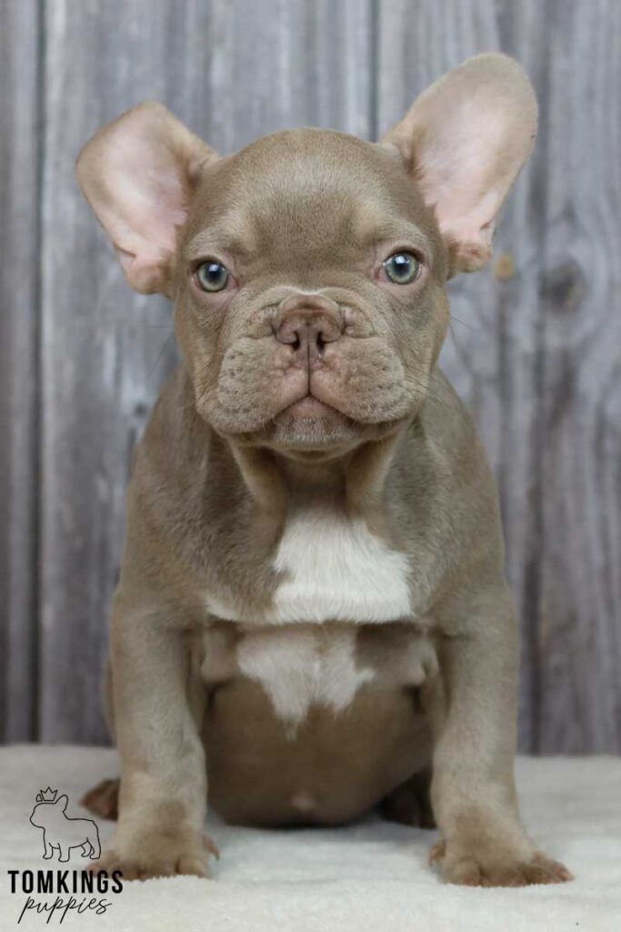 Milan, available French Bulldog puppy at TomKings Puppies