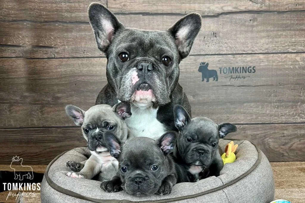 French Bulldog - TomKings Puppies