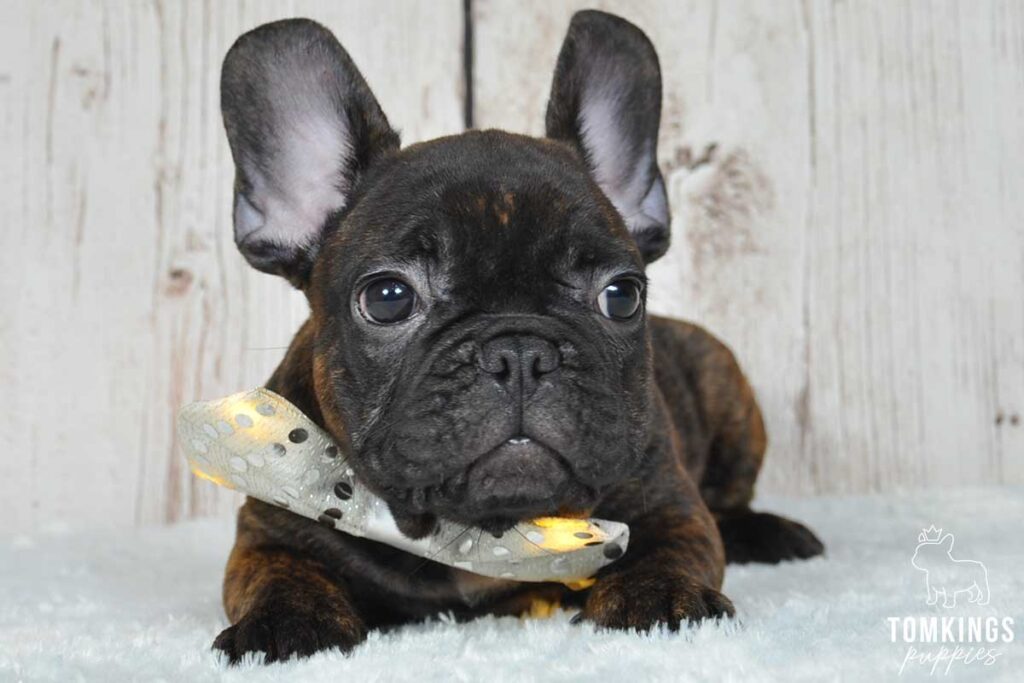 Odie, available French Bulldog puppy at TomKings Puppies