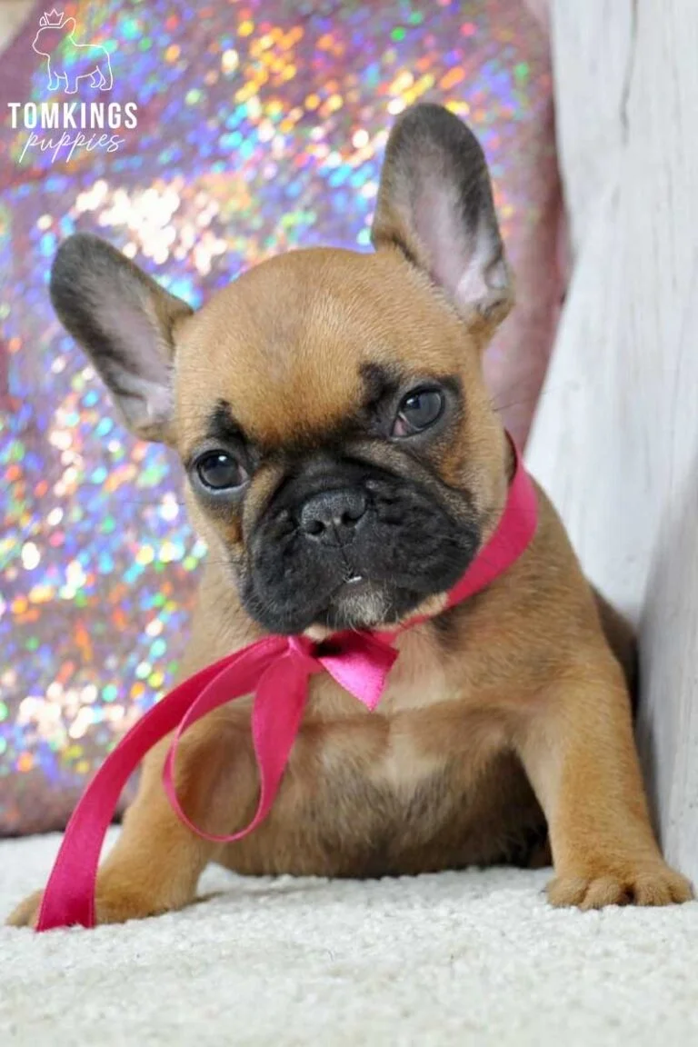 Ottessa, available French Bulldog puppy at TomKings Puppies