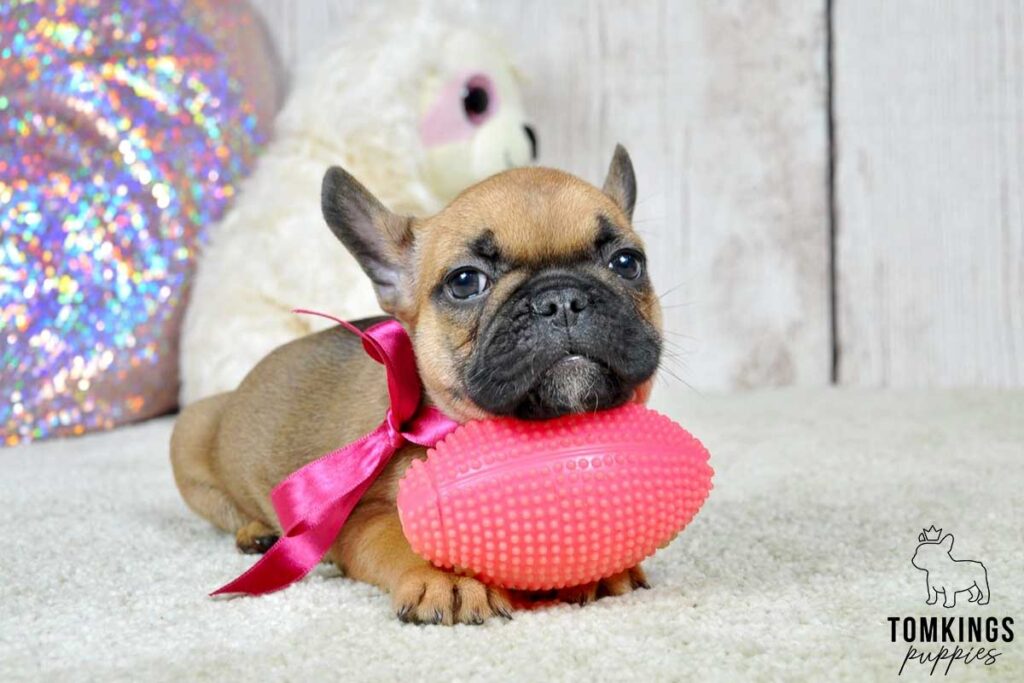Ottessa, available French Bulldog puppy at TomKings Puppies