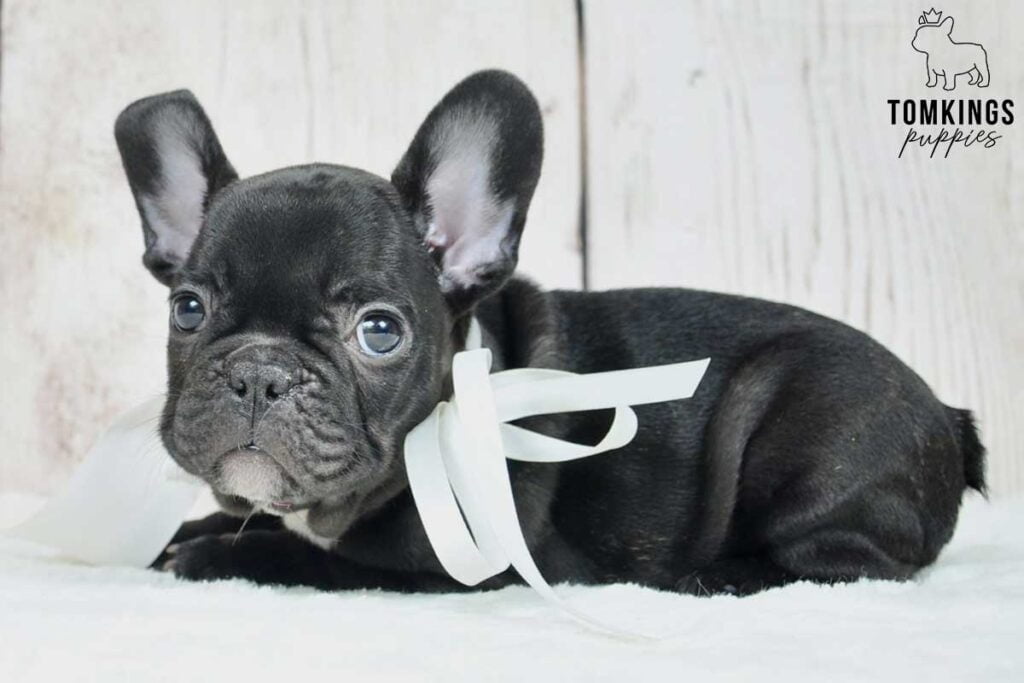 Romina, available French Bulldog puppy at TomKings Puppies
