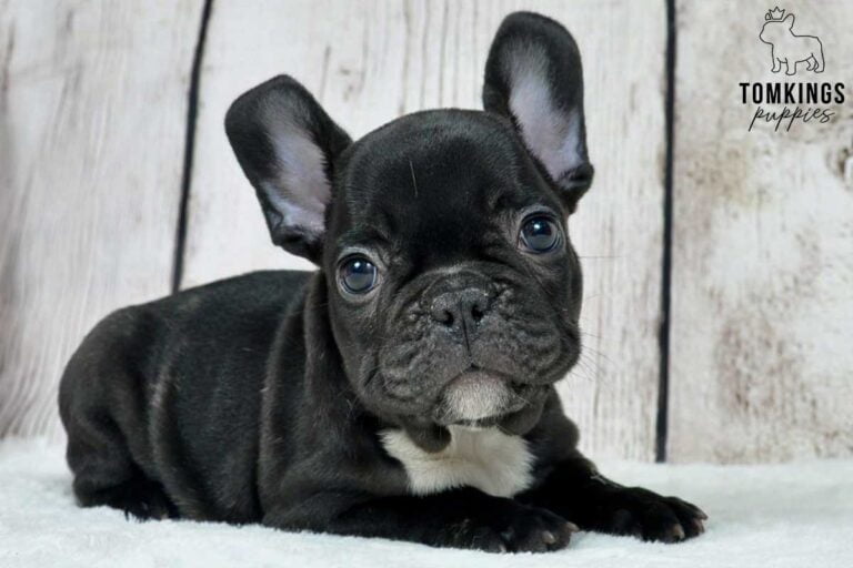 Romina, available French Bulldog puppy at TomKings Puppies