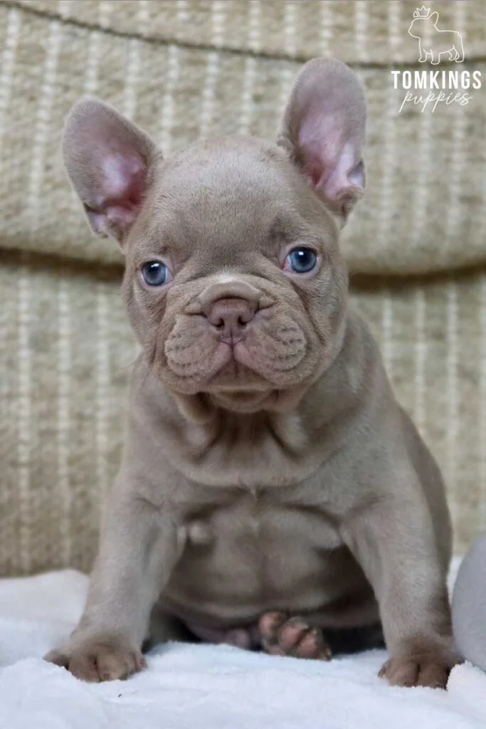 Rune, available French Bulldog puppy at TomKings Puppies