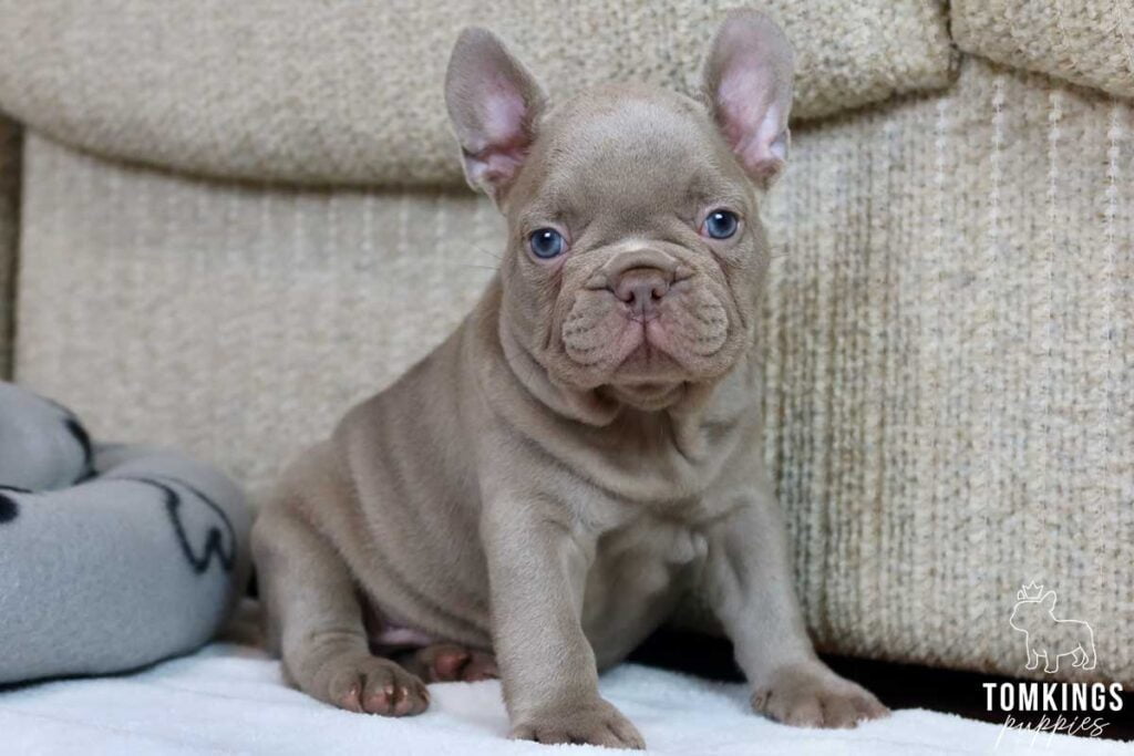 Rune, available French Bulldog puppy at TomKings Puppies
