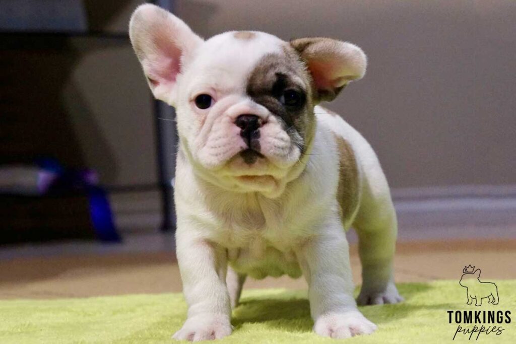 Teddy, available French Bulldog puppy at TomKings Puppies