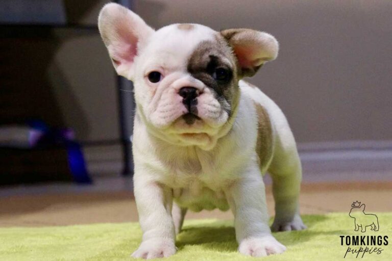 The 35 Best House Dog Breeds - TomKings Kennel