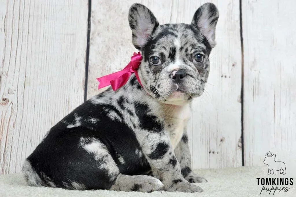 Theodora, available French Bulldog puppy at TomKings Puppies