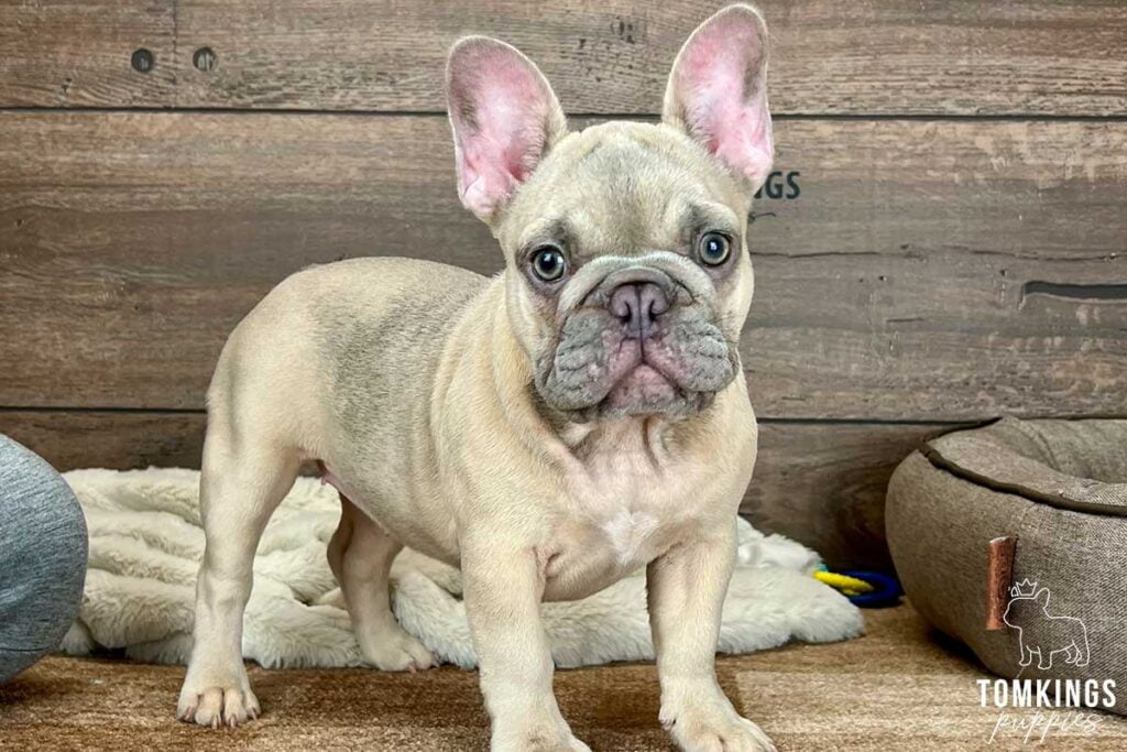 Trudy, available French Bulldog puppy at TomKings Puppies