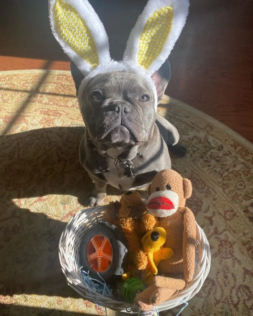 Cute Frenchie Easter Photos That Will Make You Smile! - TomKings Kennel