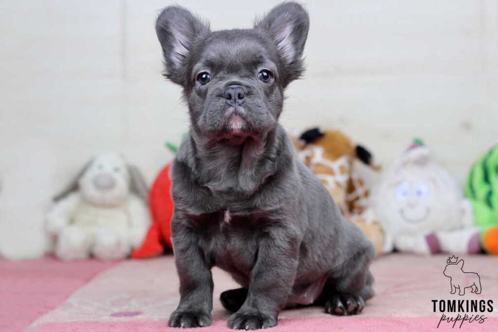 Aubree, available Fluffy French Bulldog puppy at TomKings Puppies