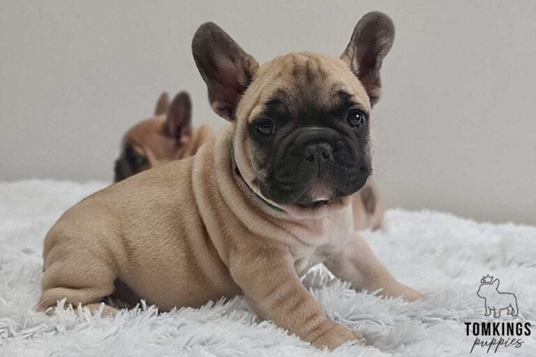 Beige French Bulldog - TomKings Puppies