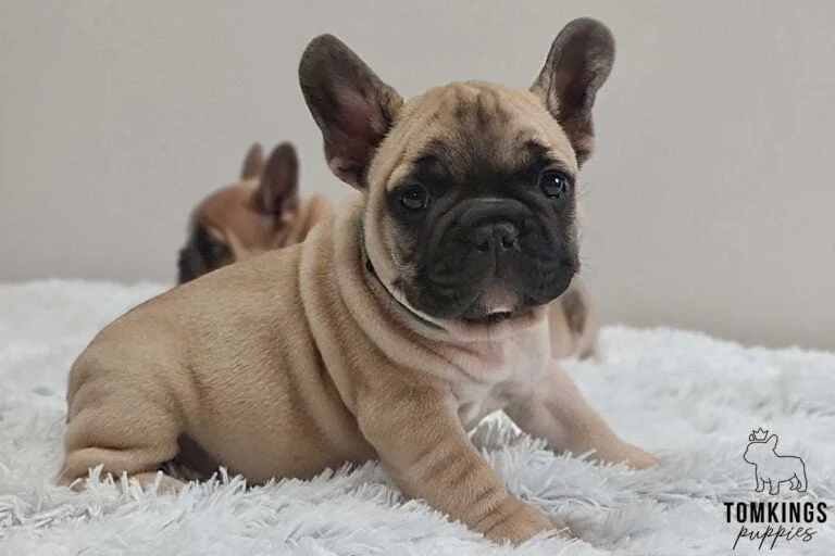 Beige French Bulldog - TomKings Puppies