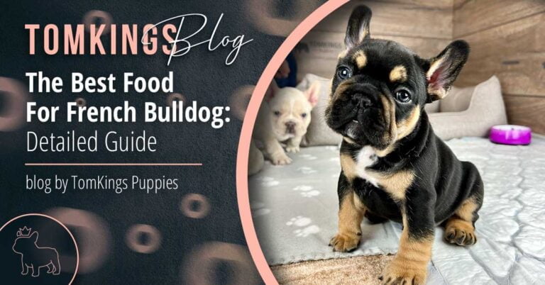 The Best Food For French Bulldog: Detailed Guide - TomKings Puppies Blog