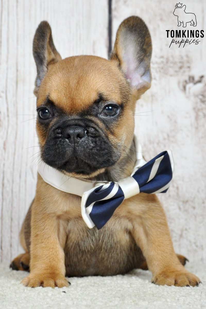 Dalton, available French Bulldog puppy at TomKings Puppies