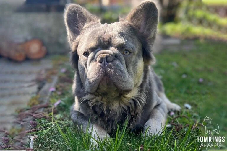 Lilac and Tan Fluffy Stud at TomKings Puppies