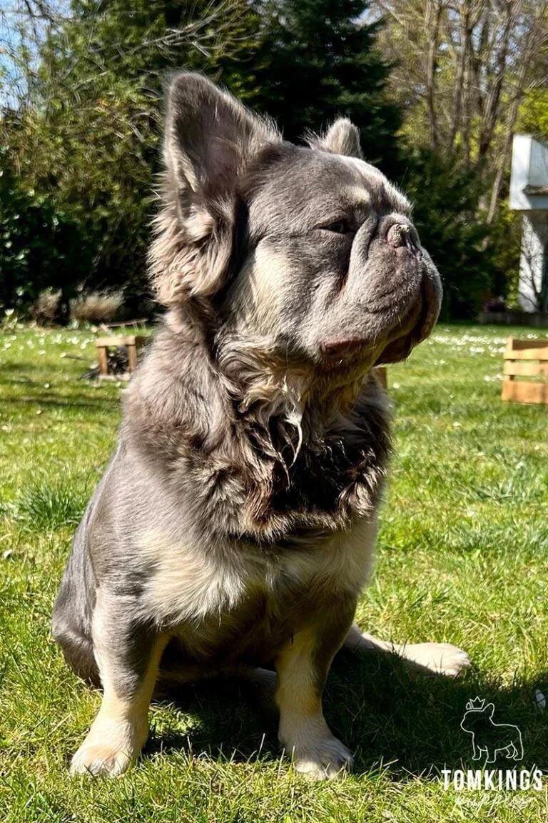 Lilac and Tan Fluffy Stud at TomKings Puppies