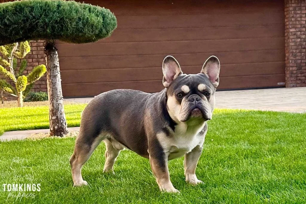 French Bulldog - TomKings Puppies