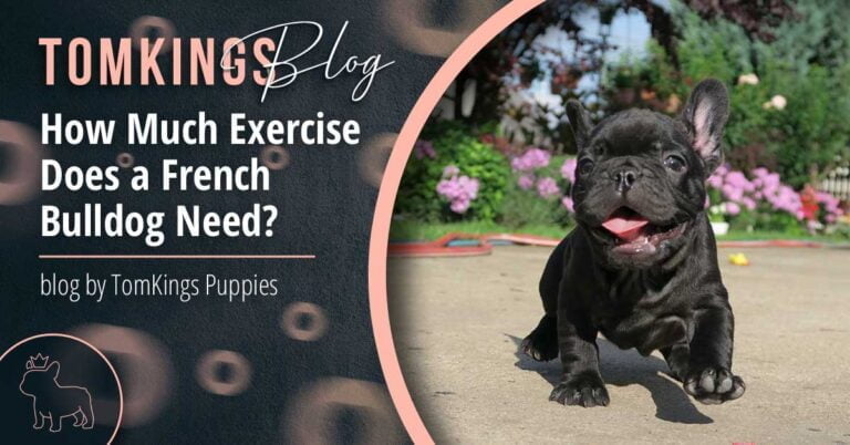 How Much Exercise Does a French Bulldog Need?