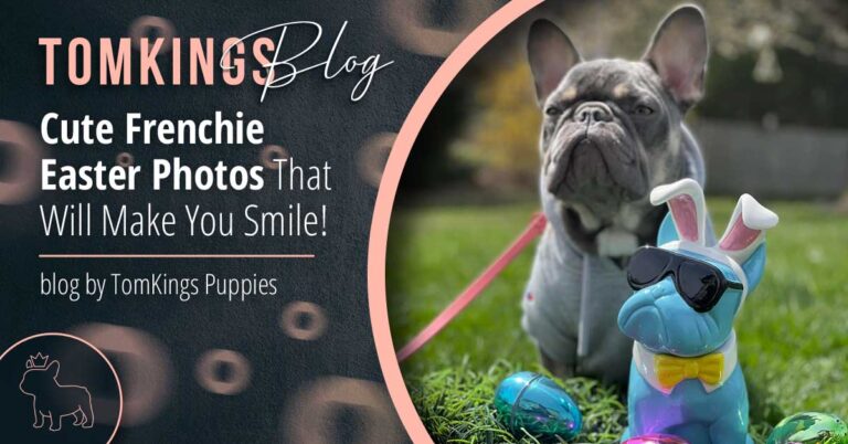 Cute Frenchie Easter Photos That Will Make You Smile! - TomKings Puppies Blog
