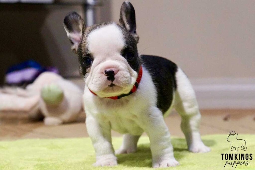 Jasper, available French Bulldog puppy at TomKings Puppies