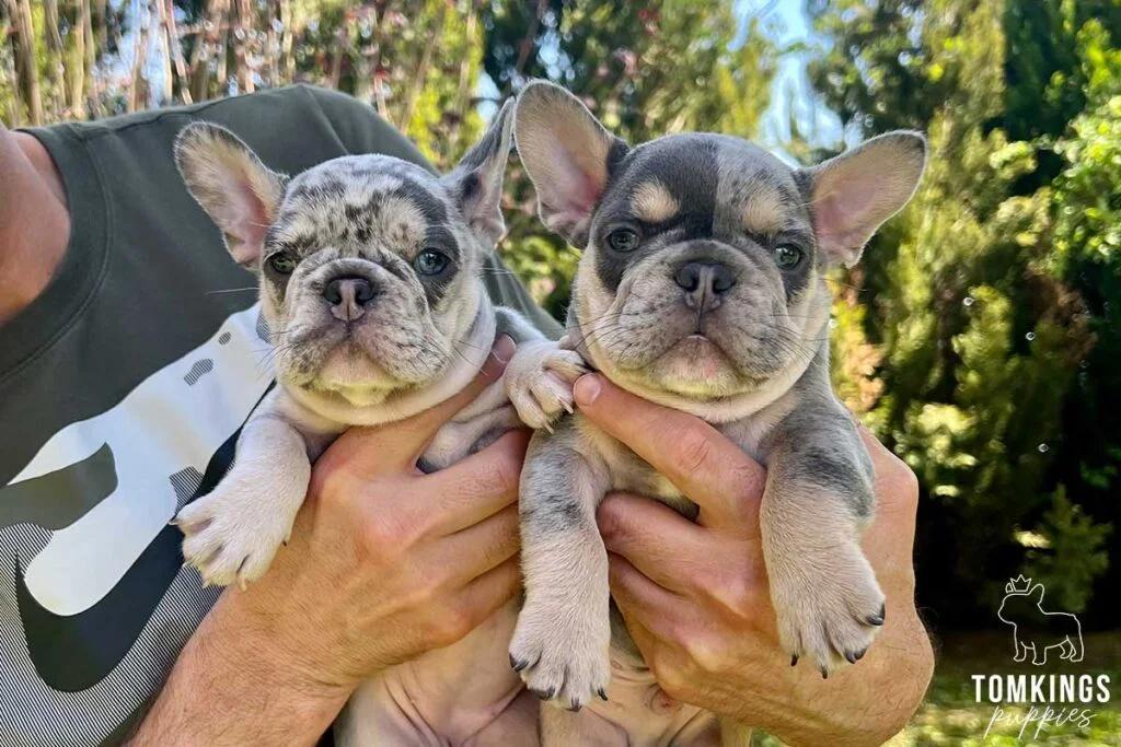 Kate, available French Bulldog puppy at TomKings Puppies