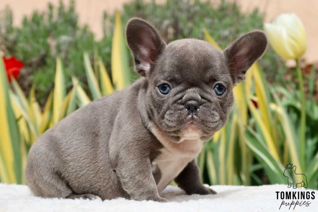 Marcelo, available French Bulldog puppy at TomKings Puppies