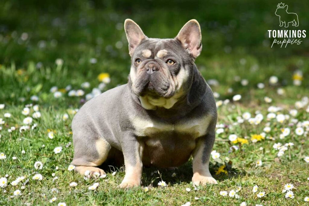 French Bulldog - TomKings Puppies