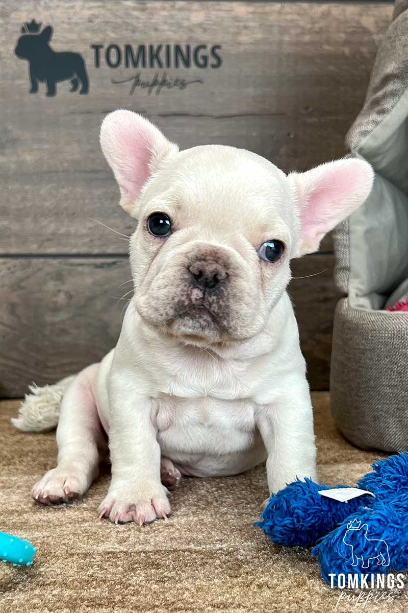 Noble, available French Bulldog puppy at TomKings Puppies