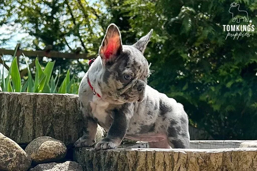 Rebeca, available French Bulldog puppy at TomKings Puppies