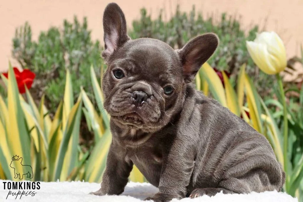 Zelda, available French Bulldog puppy at TomKings Puppies