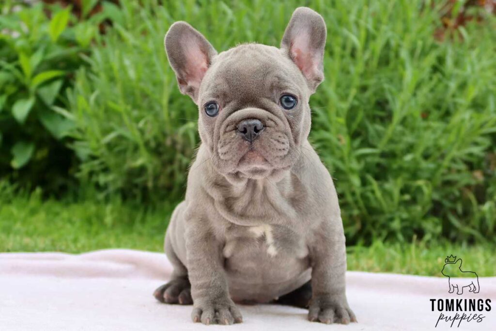Aliz, available French Bulldog puppy at TomKings Puppies