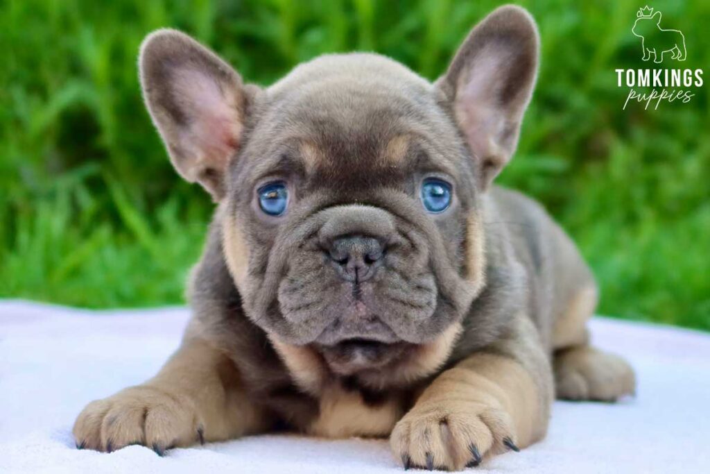 Angelica, available French Bulldog puppy at TomKings Puppies