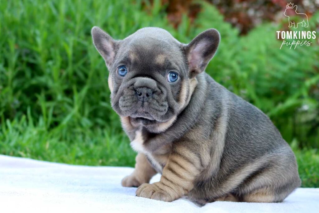 Angelica, available French Bulldog puppy at TomKings Puppies