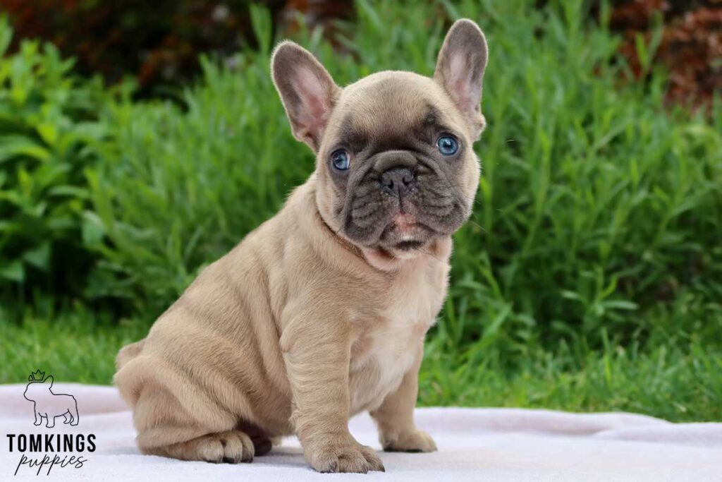Antonin, available French Bulldog puppy at TomKings Puppies